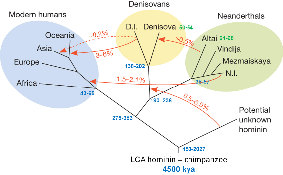 Homo sapiens super species genomic relationships